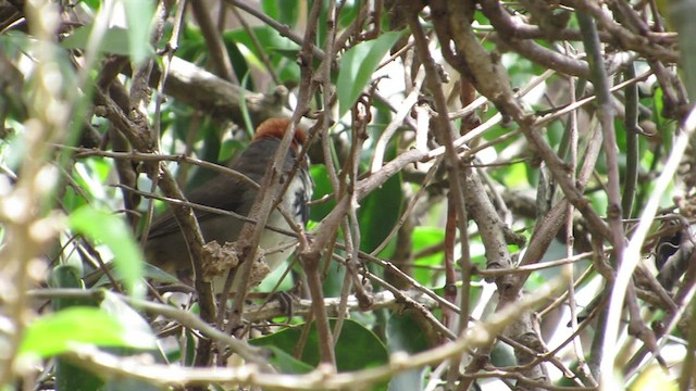 Cabanis's Ground-Sparrow - ML413872351