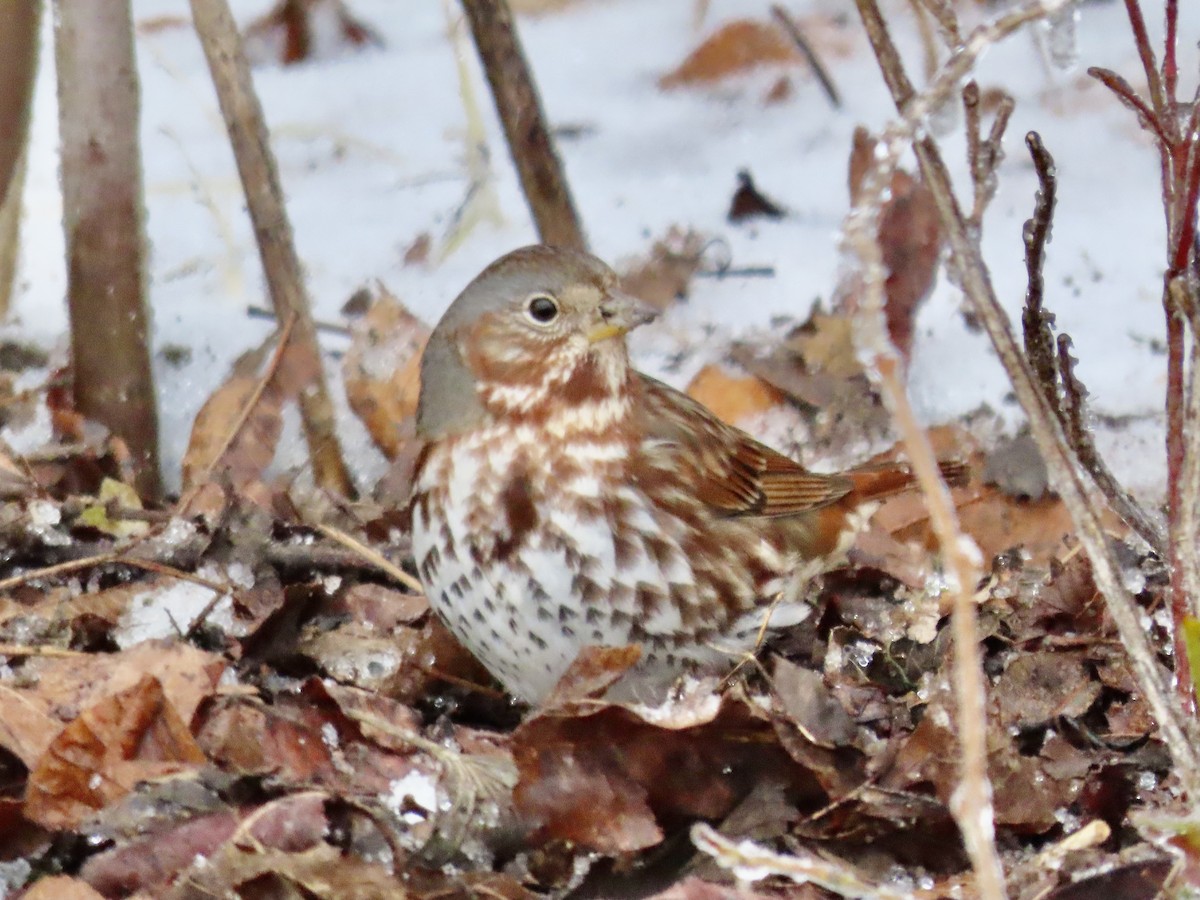 Fox Sparrow - ML413874751