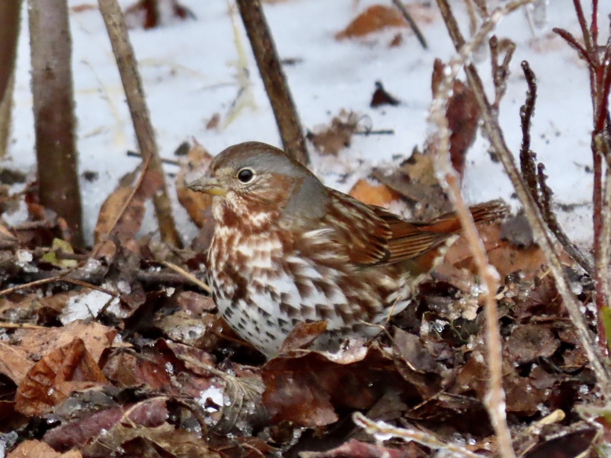 Fox Sparrow - ML413874761