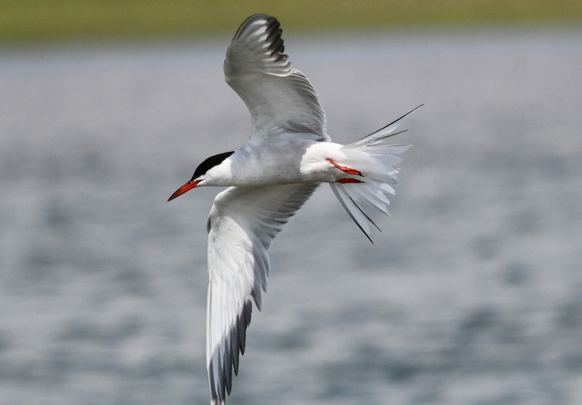 Common Tern - Mary Keleher