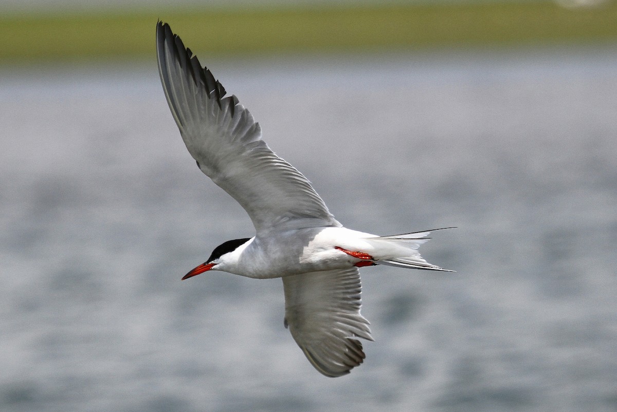 Common Tern - Mary Keleher