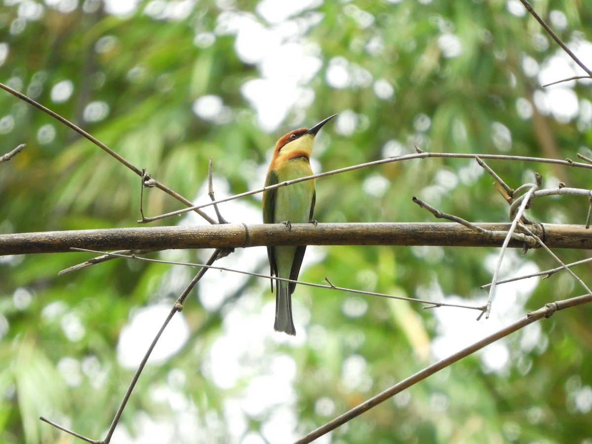 Chestnut-headed Bee-eater - ML413875851