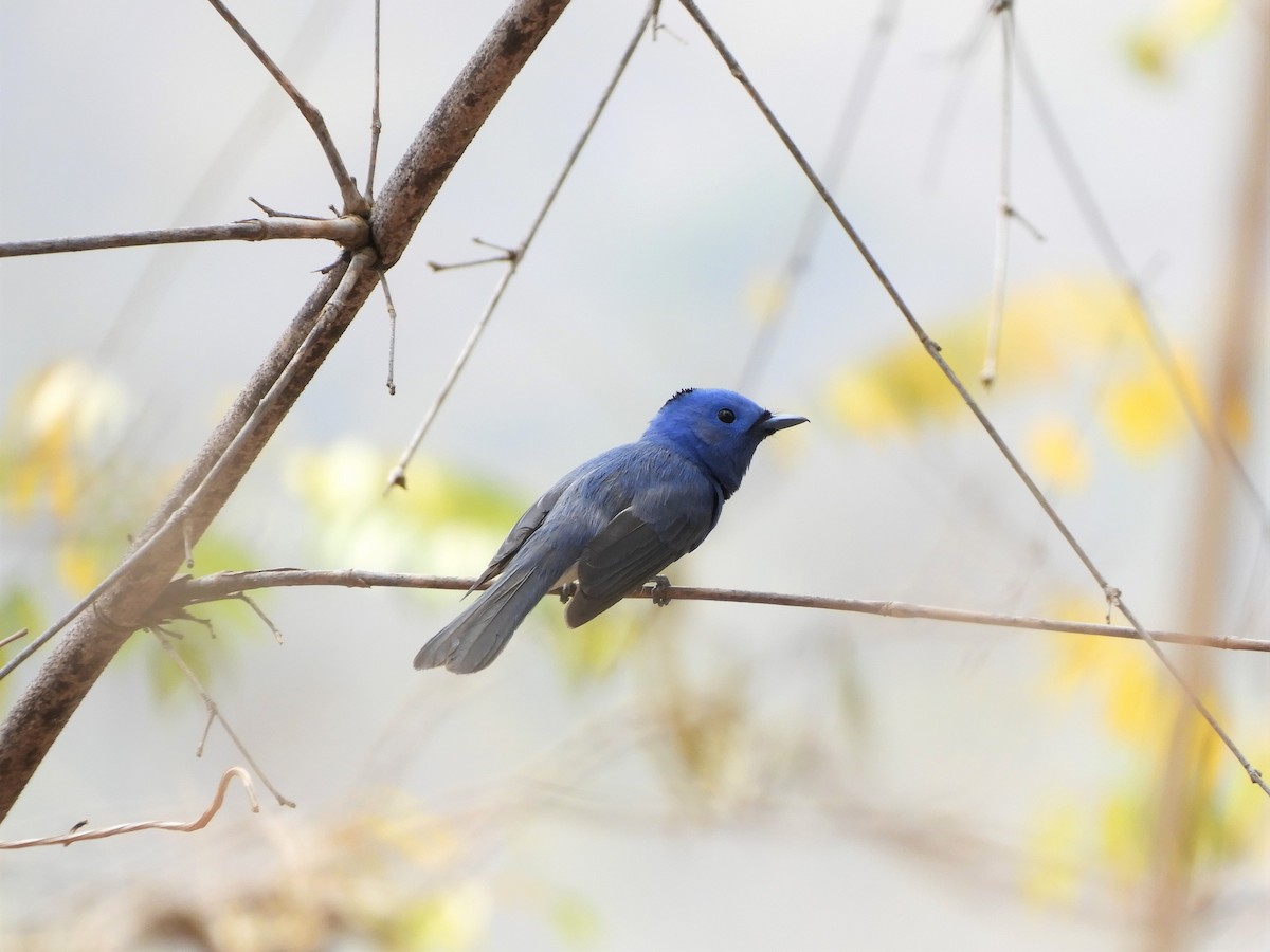 Black-naped Monarch - ML413876051