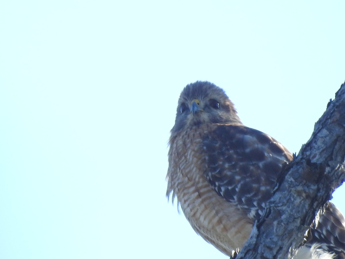 Red-shouldered Hawk - ML413876951