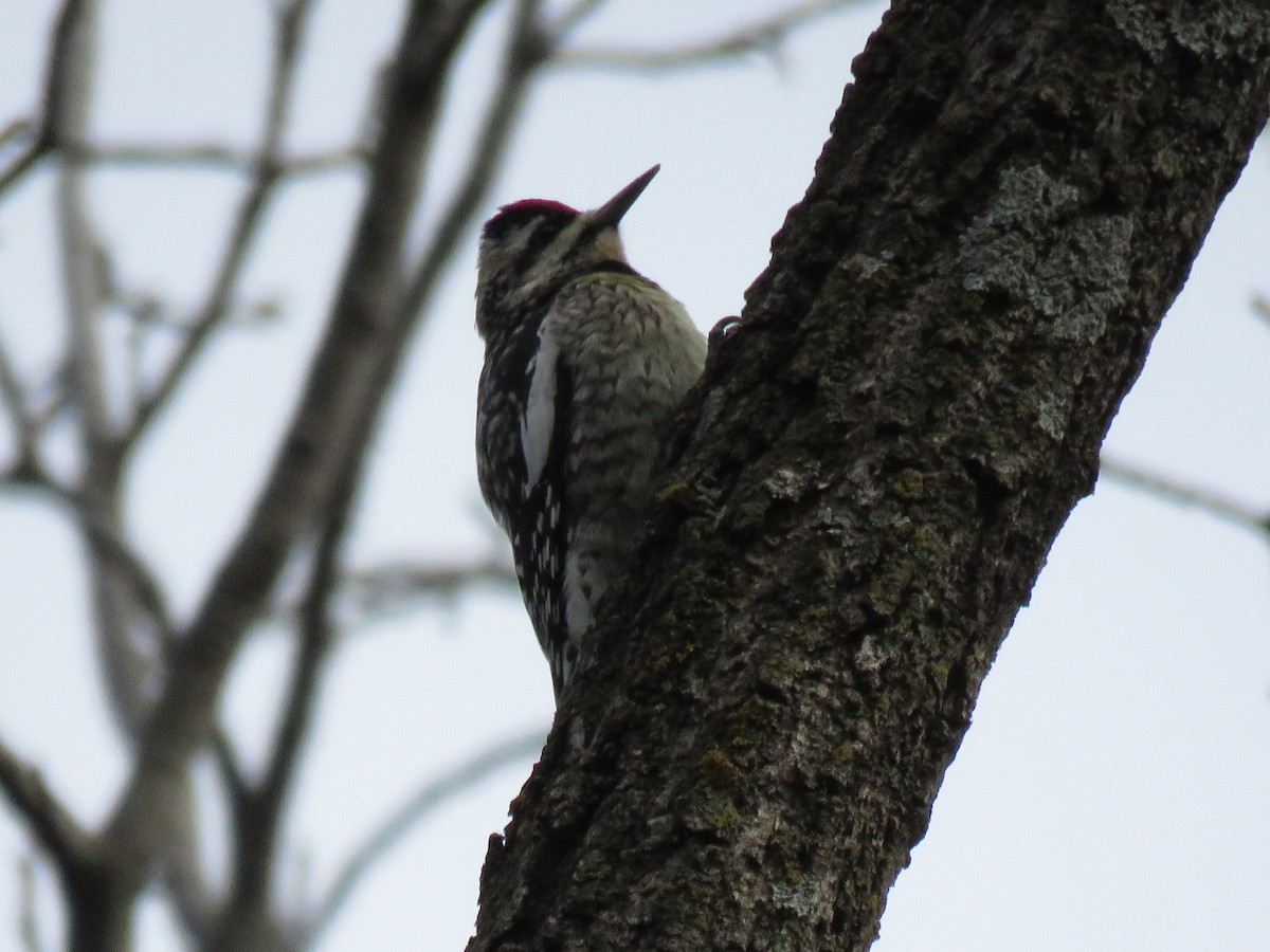 Yellow-bellied Sapsucker - ML41387791