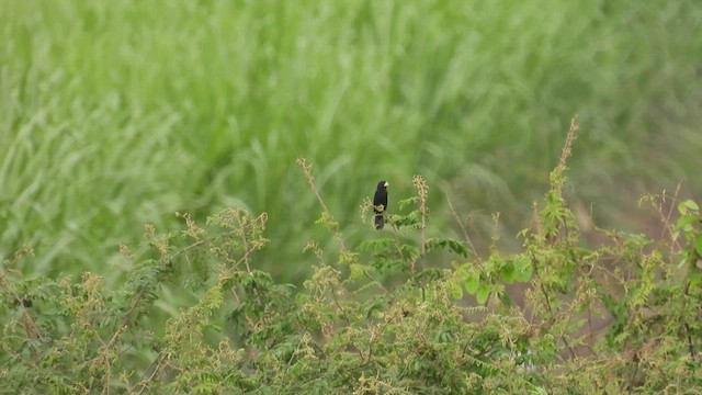 Large-billed Seed-Finch - ML413878051