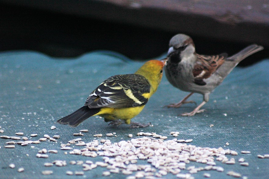 Western Tanager - ML41388011