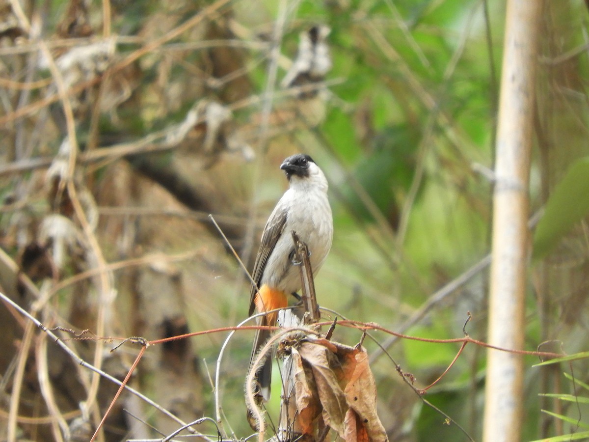 Bulbul cul-d'or - ML413880191