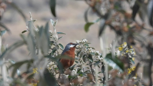 Giant Conebill - ML413880291