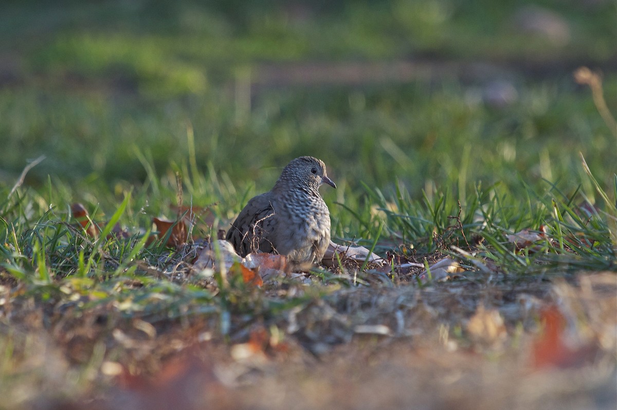 Common Ground Dove - ML41388031