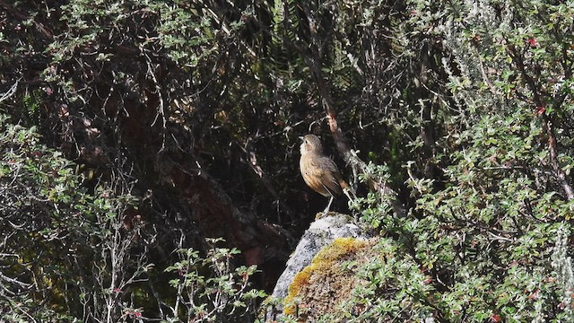 Tawny Antpitta - ML413882071