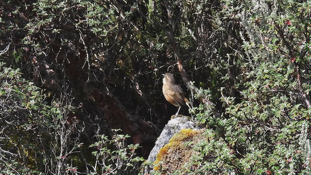 Tawny Antpitta - ML413882071