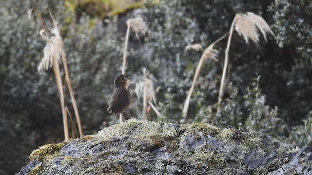 Tawny Antpitta - ML413882451