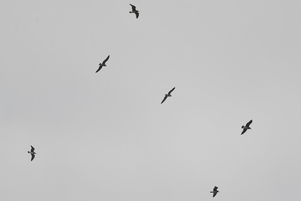 Чернохвостая чайка - ML413883101