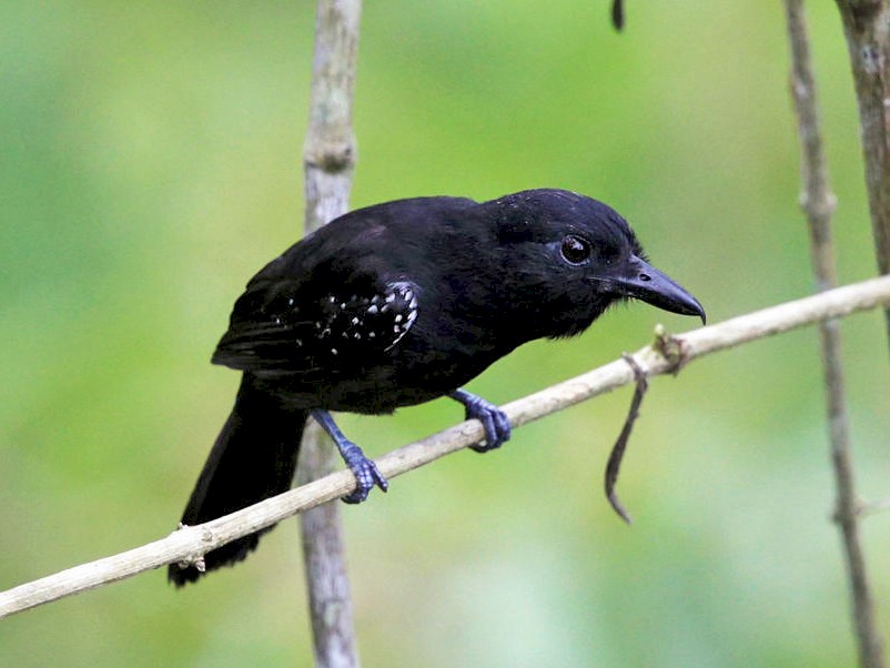 Black-hooded Antshrike - Thamnophilus bridgesi - Birds of the World