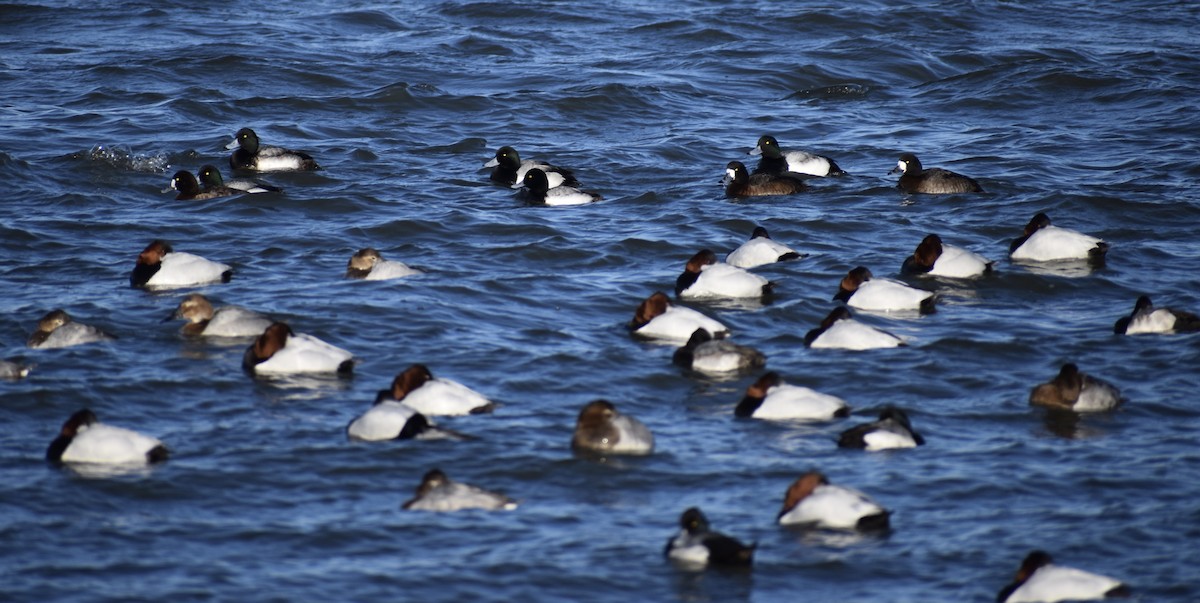 Greater Scaup - ML413885511