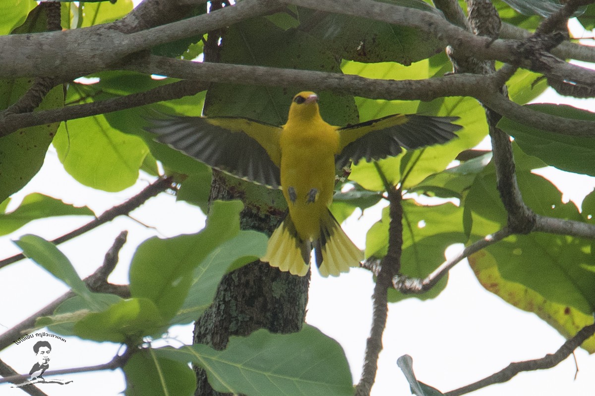 Indian Golden Oriole - ML413885521