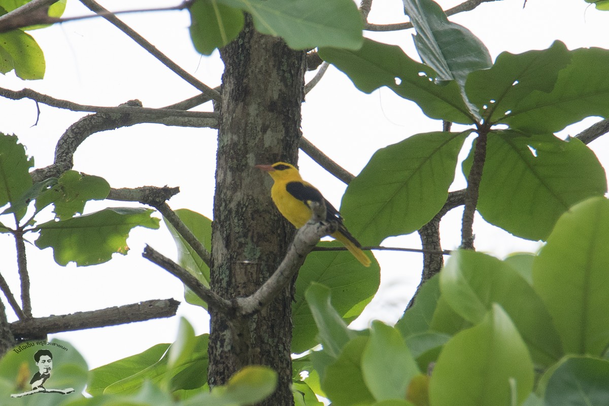 Indian Golden Oriole - ML413885621