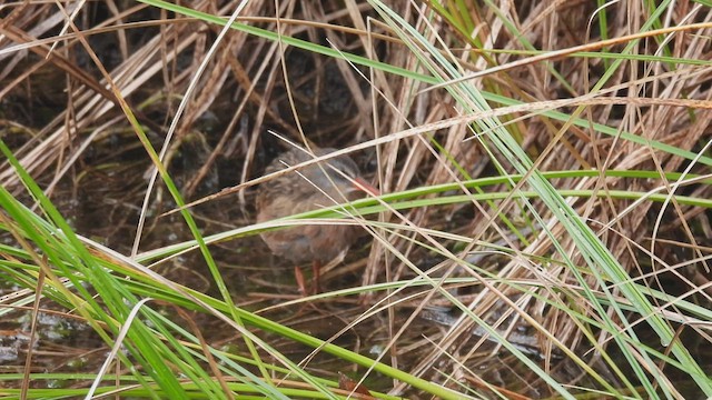 Virginia Rail (South American) - ML413886811