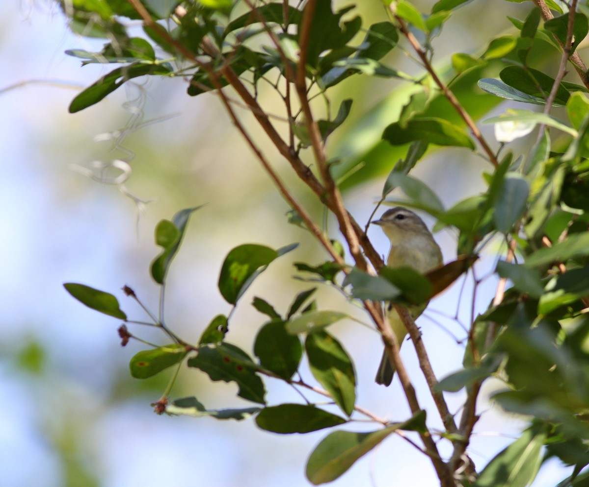 Warbling Vireo - miriam avello