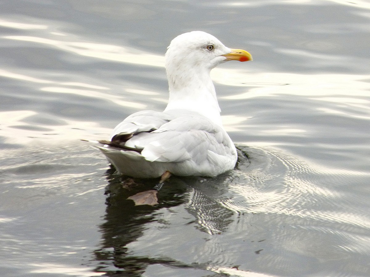 Gaviota Argéntea - ML413888671