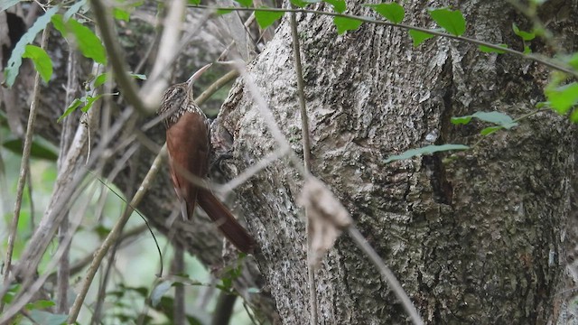 Streak-headed Woodcreeper - ML413889251