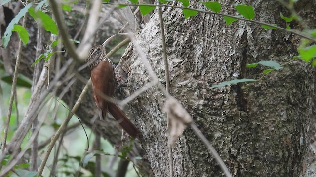 Streak-headed Woodcreeper - ML413889251