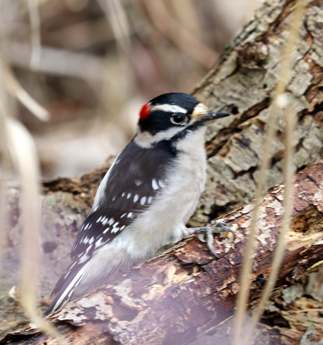 Downy Woodpecker (Pacific) - ML413890331