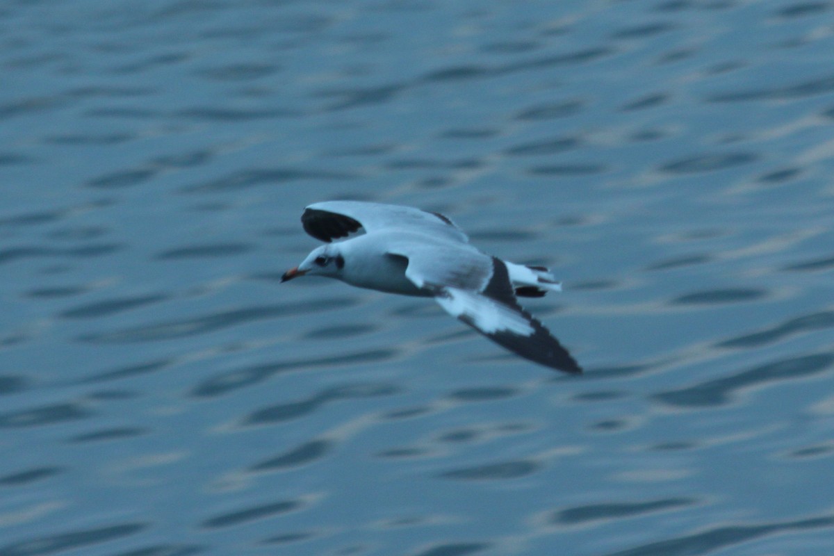 Brown-headed Gull - ML413891731