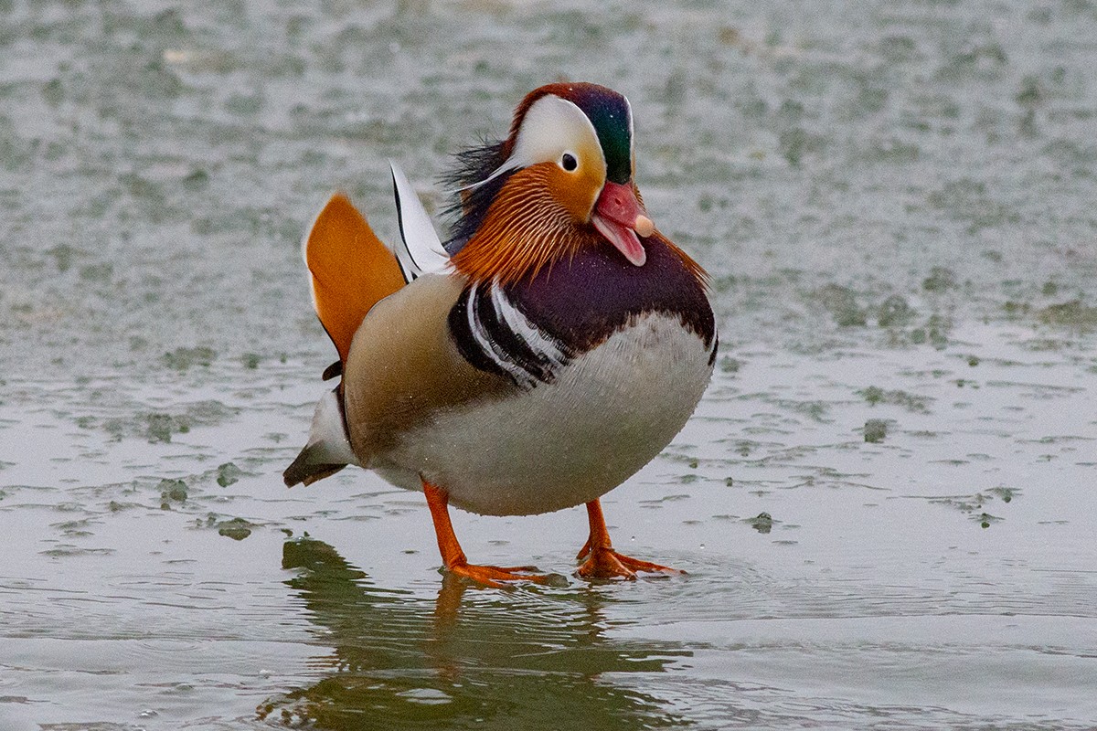 Mandarin Duck - ML413892561