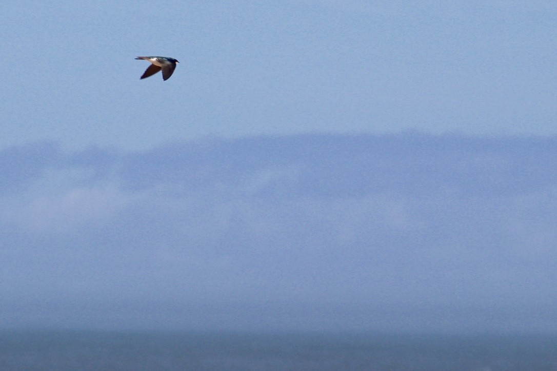 Tree Swallow - ML413894591