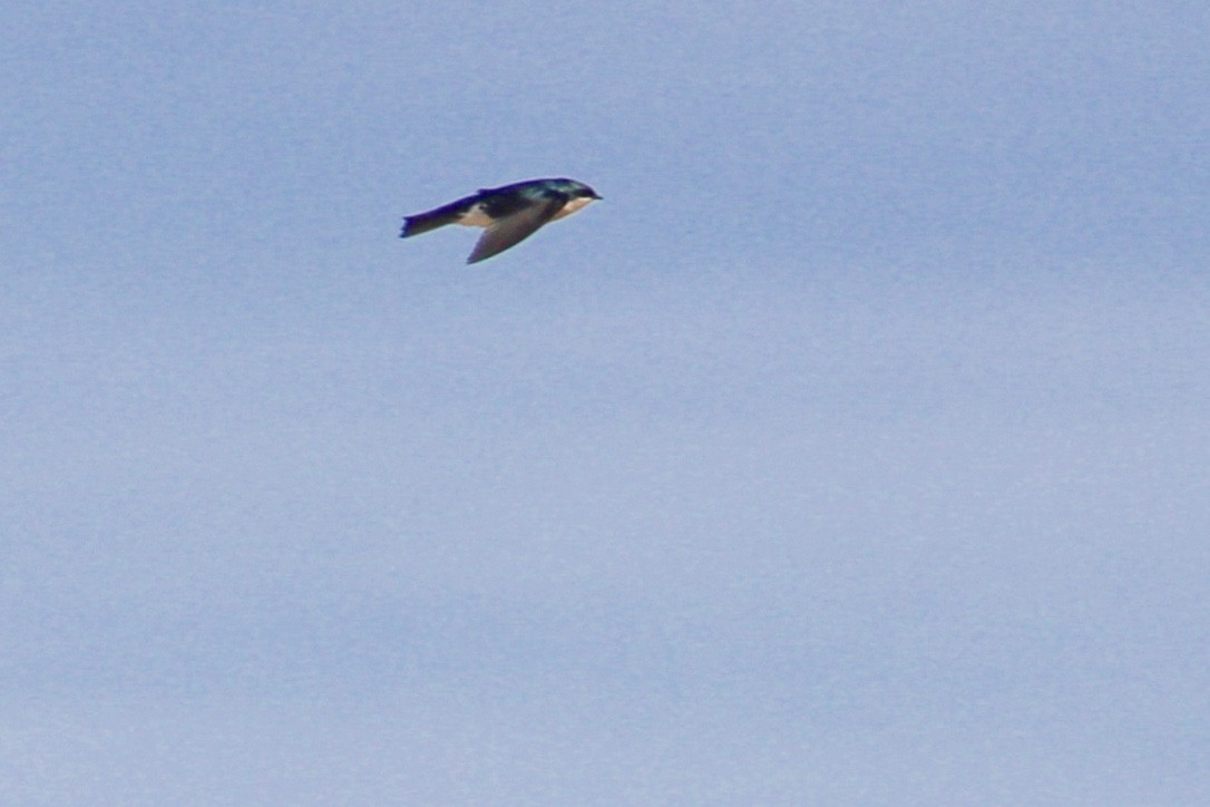 Tree Swallow - ML413894601