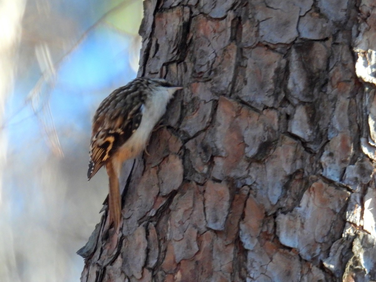 Brown Creeper - bob butler