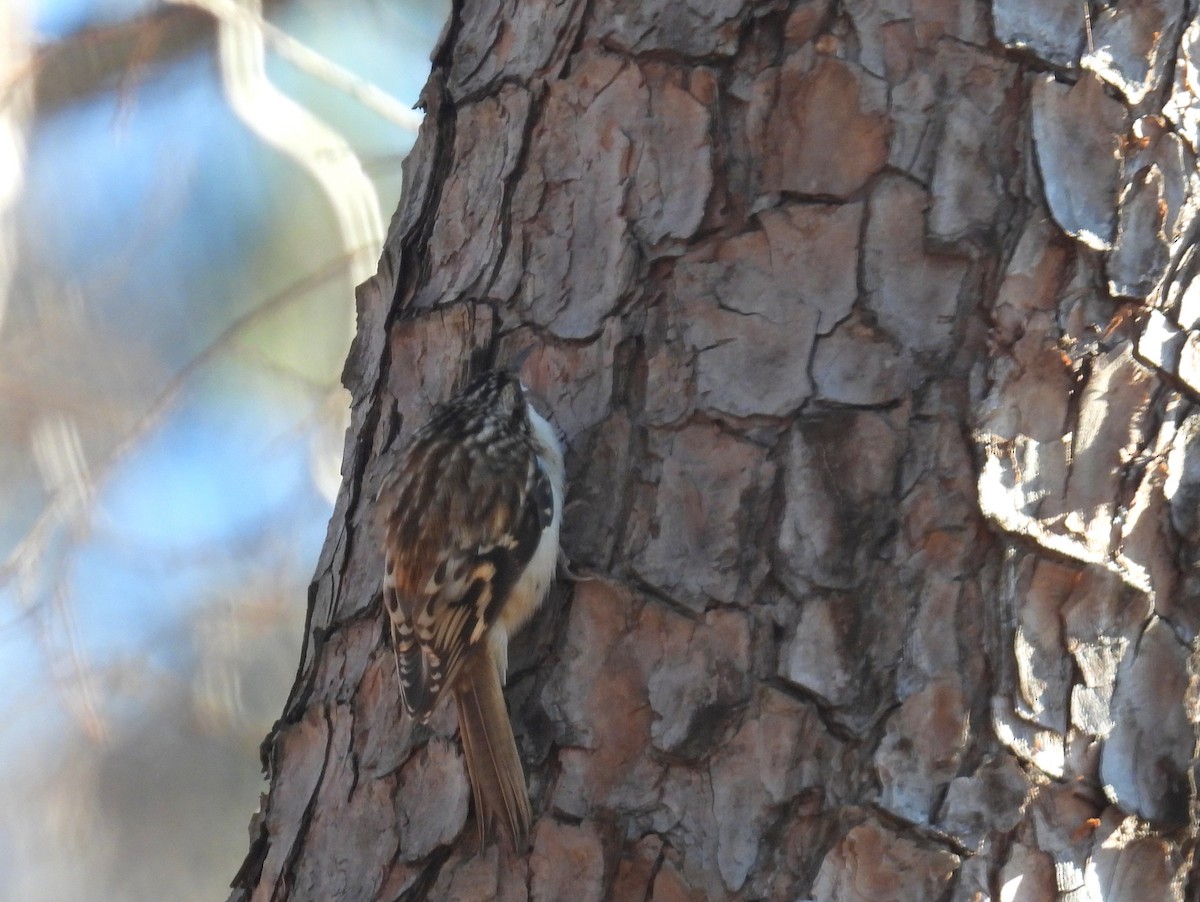 Brown Creeper - bob butler