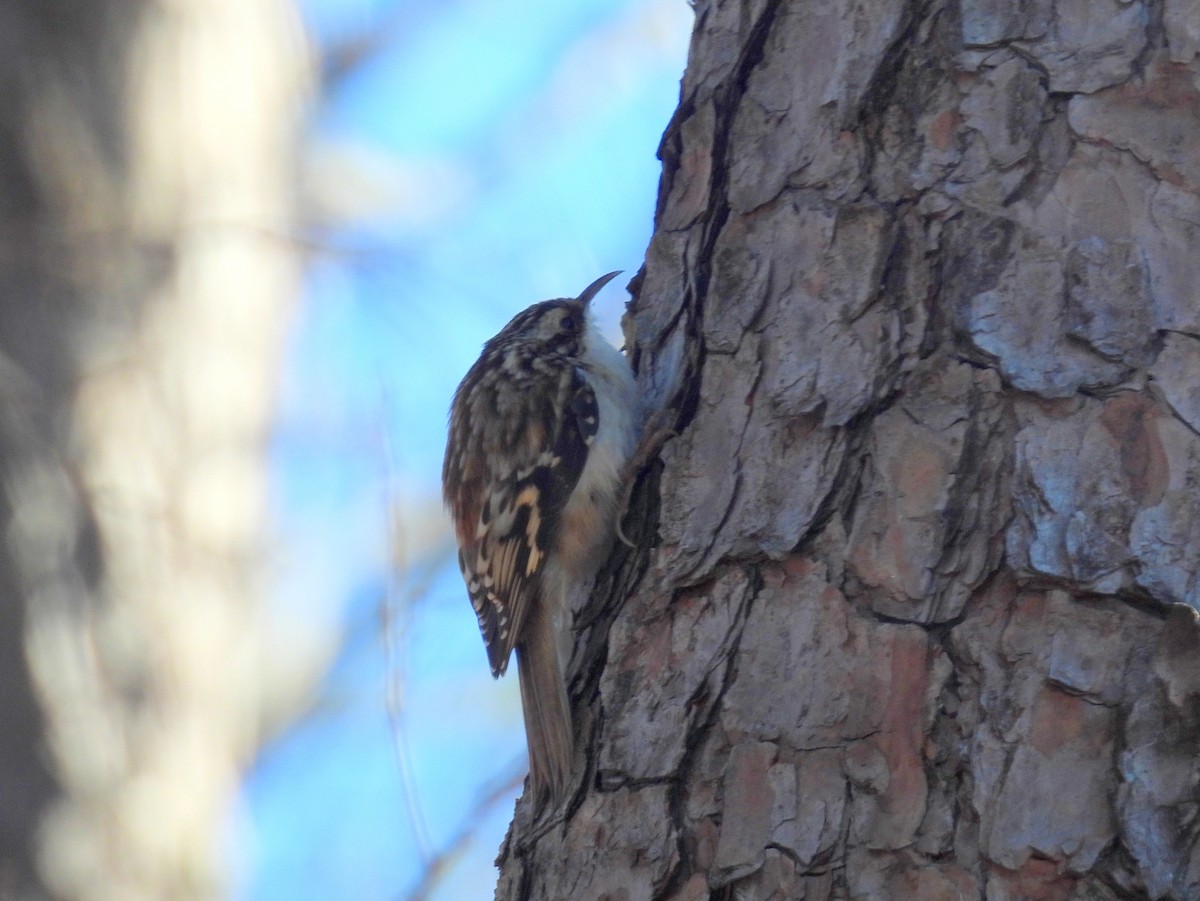 Brown Creeper - bob butler