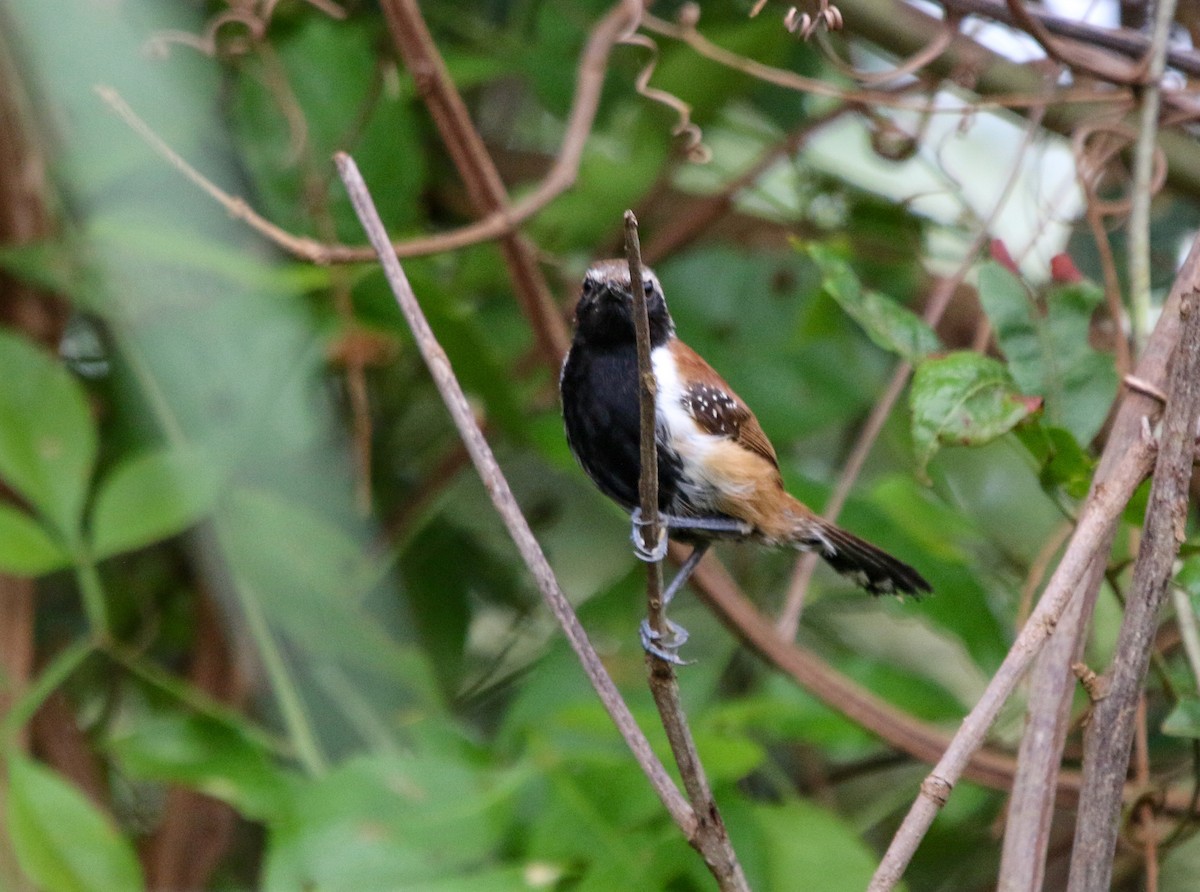Rusty-backed Antwren - ML413896761