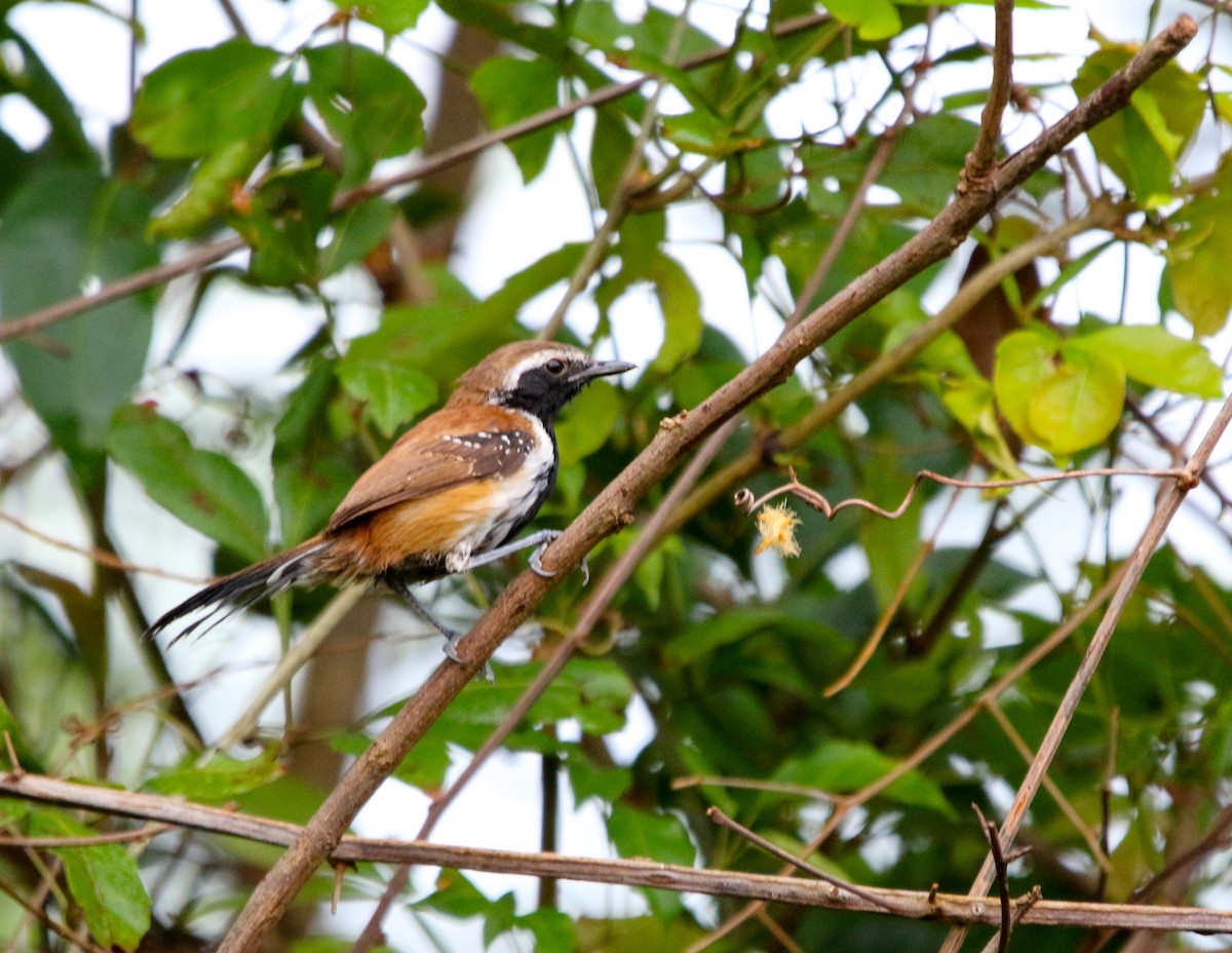 Rusty-backed Antwren - ML413896831