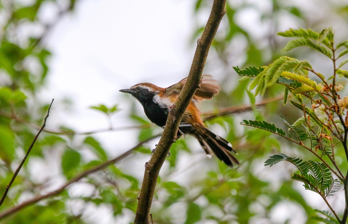 Rusty-backed Antwren - ML413896841