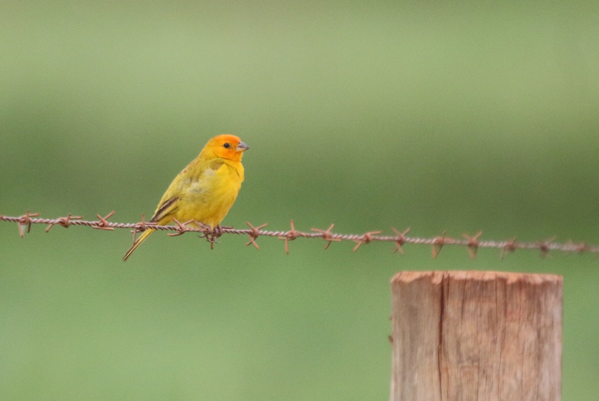 Saffron Finch - ML413897121