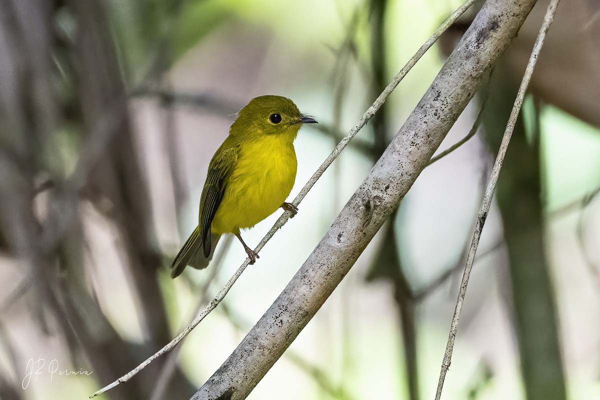 Citrine Canary-Flycatcher - Jose Rey Pernia