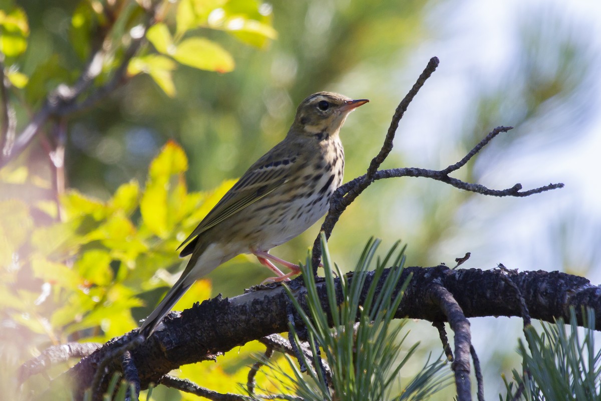 Olive-backed Pipit - Alexander Perevozov