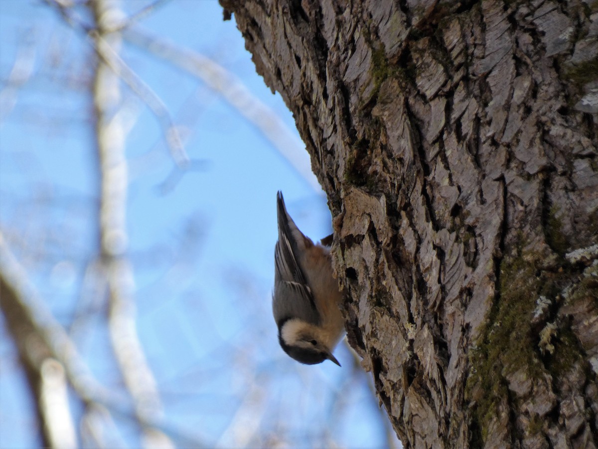 White-breasted Nuthatch - ML413900781