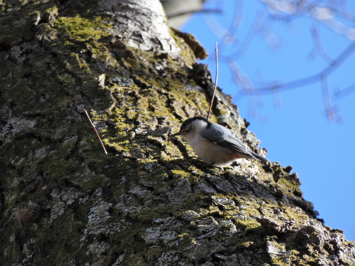 White-breasted Nuthatch - ML413900791