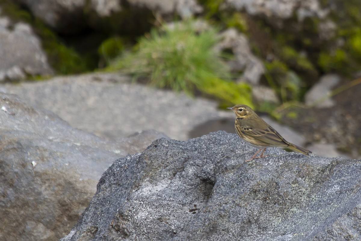 Olive-backed Pipit - Alexander Perevozov