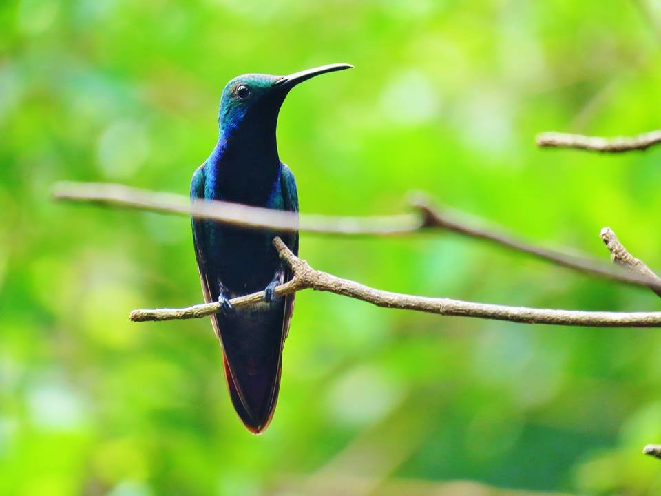 Black-throated Mango - ML41390221