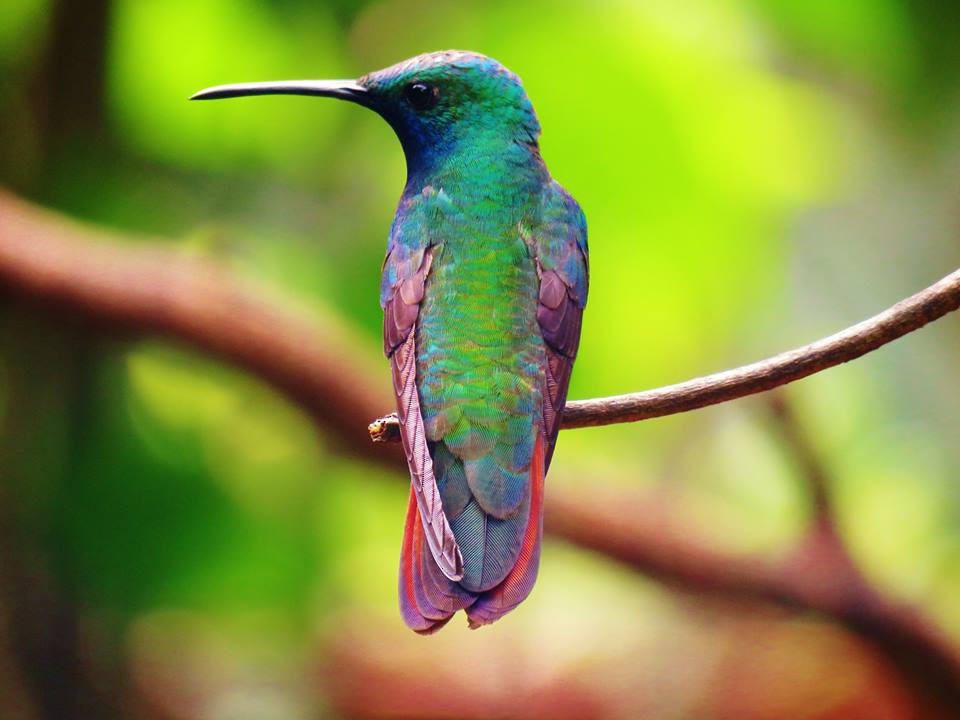 Black-throated Mango - ML41390231