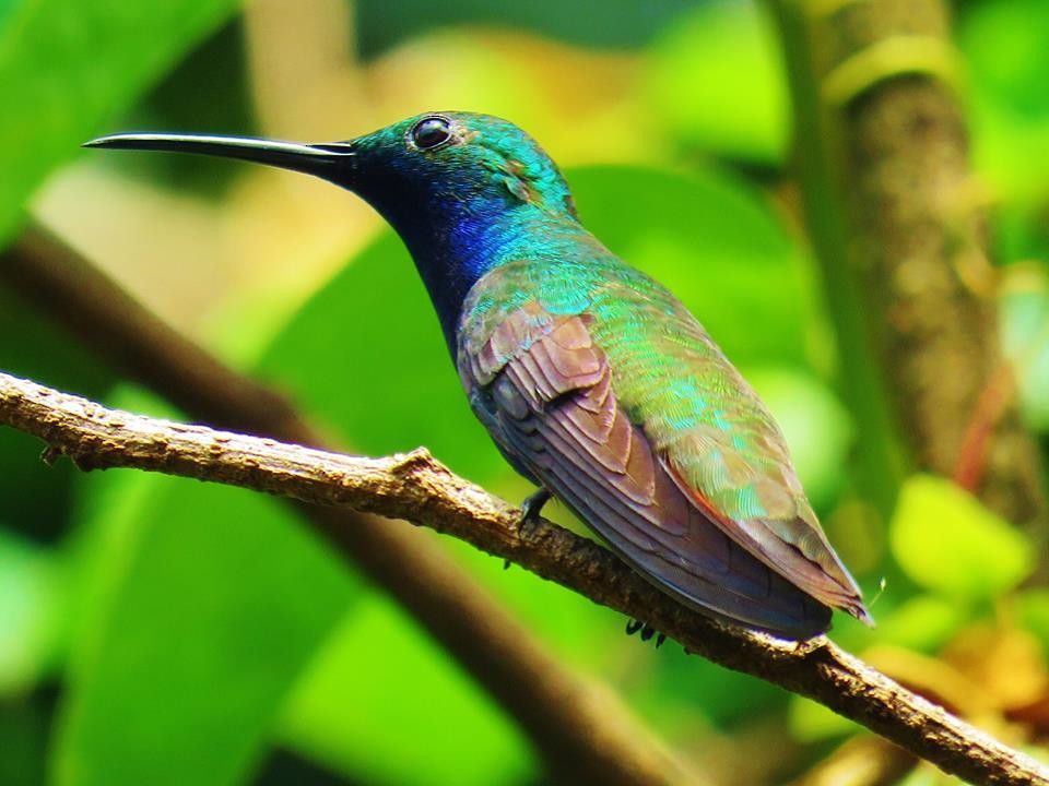 kolibřík tropický - ML41390241
