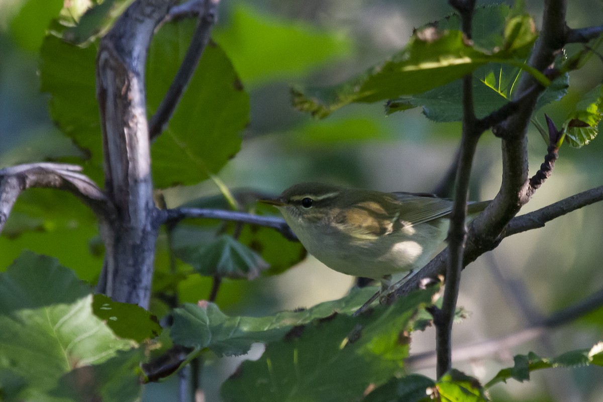 Kamchatka Leaf Warbler - ML413902881