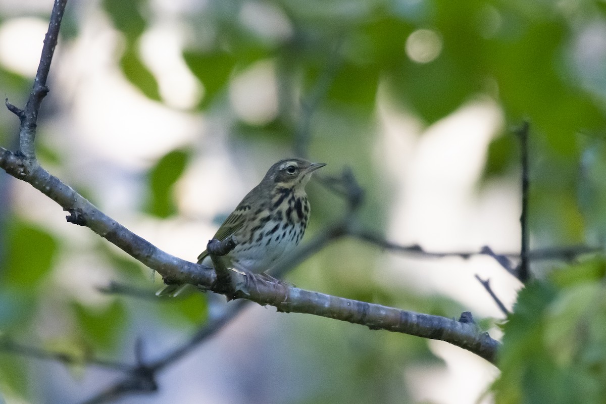 Olive-backed Pipit - Alexander Perevozov