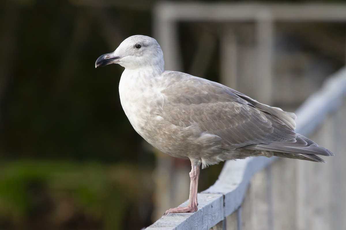 Glaucous-winged Gull - ML413904241